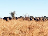 elephants