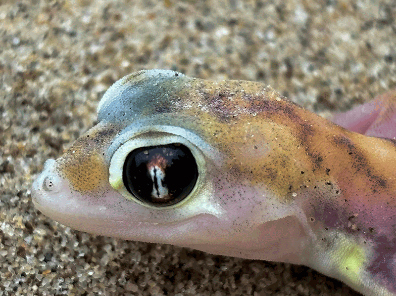 gecko