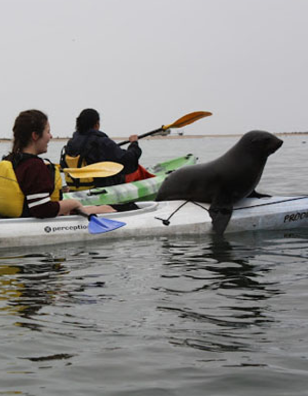 Kayak & Sandwich Harbour Tour