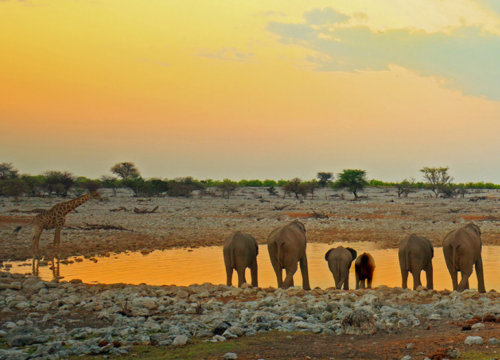 Etosha National Park Tours