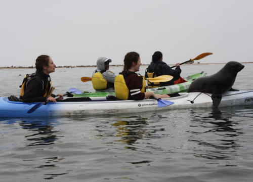 Kayak Tours